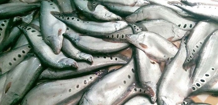 (Tổng hợp) Kỹ thuật nuôi cá thát lát cườm lồng bè trên sông 1