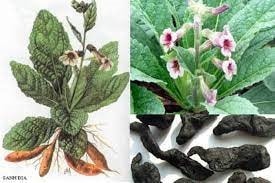 (Tổng hợp) Công dụng chữa bệnh từ cây sinh địa 1