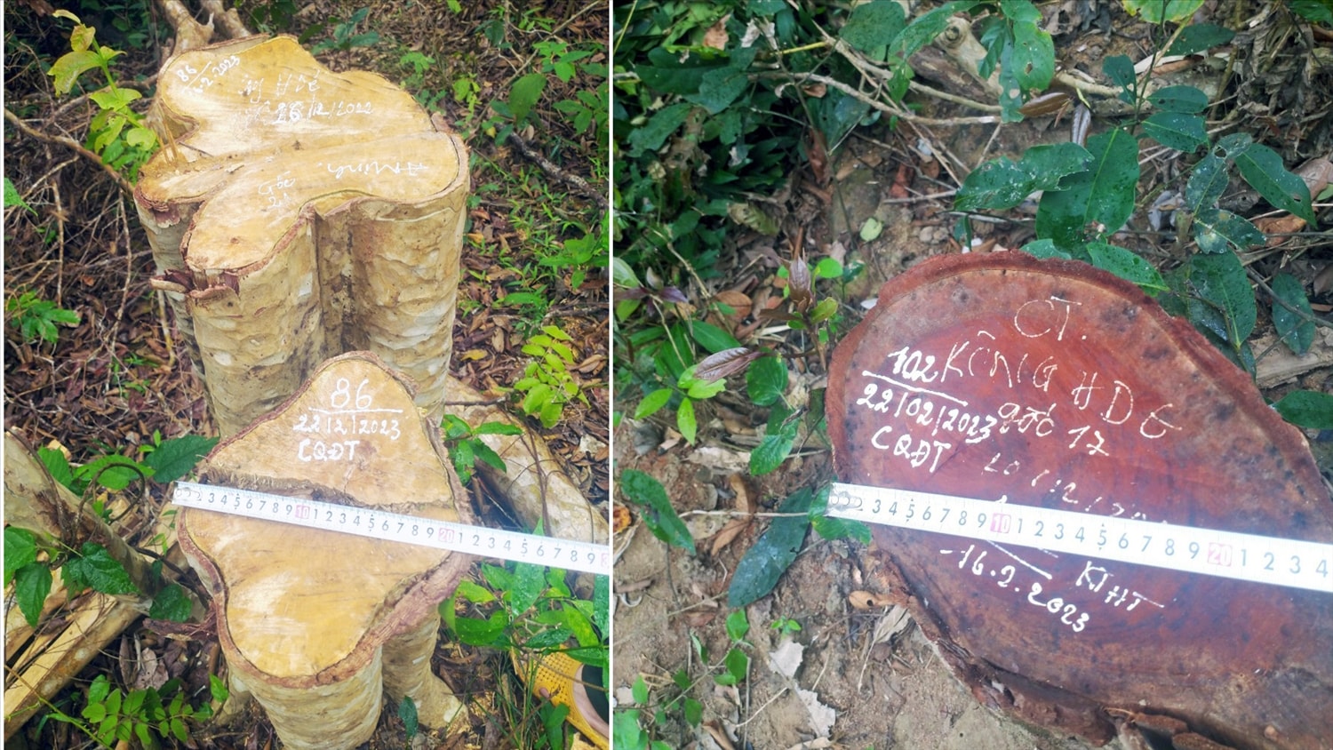 Hiện trường vụ phá rừng trái pháp luật tại huyện Kông Chro thu giữ khoảng hơn 4 m3 gỗ tròn Hiện trường vụ phá rừng trái pháp luật tại huyện Kông Chro thu giữ khoảng hơn 4 m3 gỗ tròn