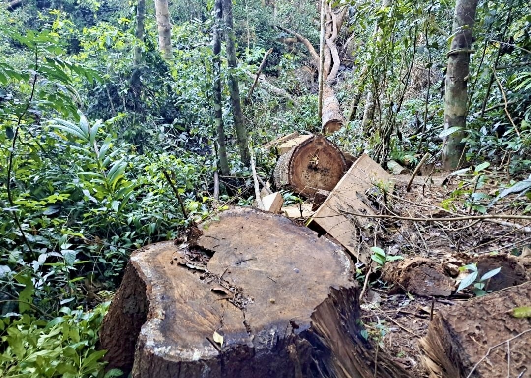Hiện trường một vụ phá rừng trên địa bàn huyện Kbang, Gia Lai Hiện trường một vụ phá rừng trên địa bàn huyện Kbang, Gia Lai