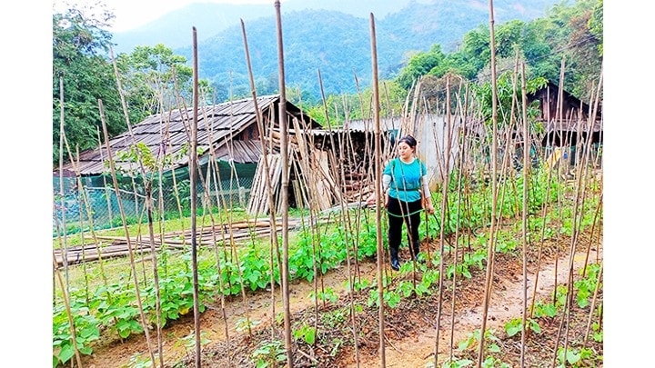 Mầm xanh đã nhú trên tâm lũ quét Tà Cạ