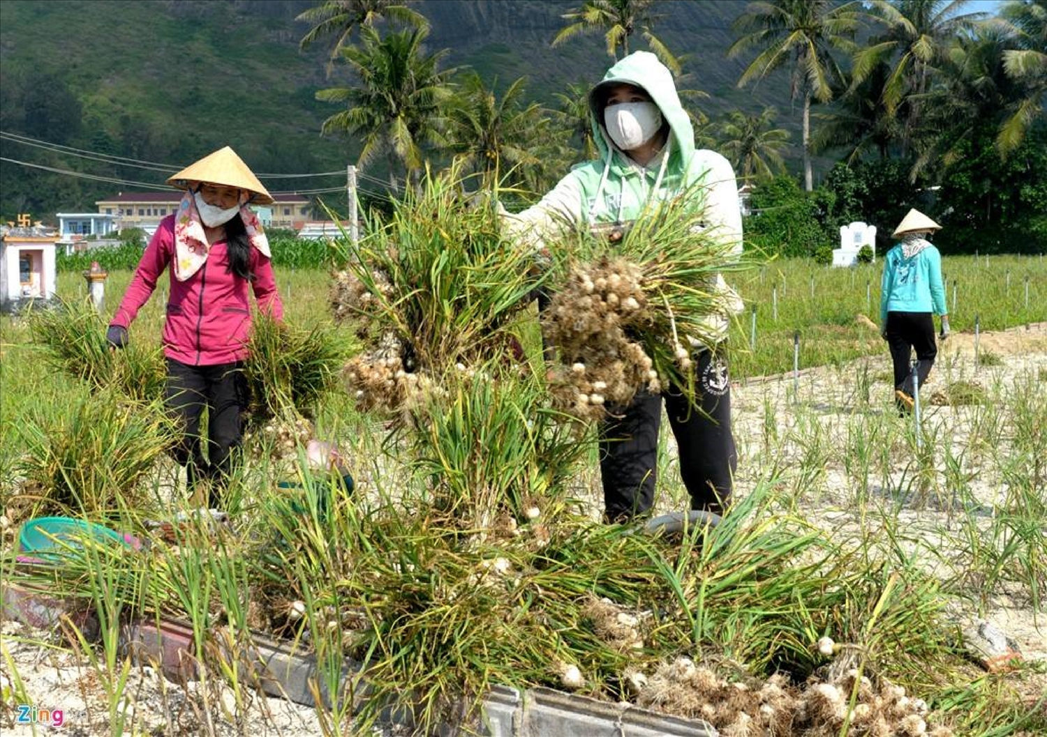 Nông dân buồn bã vì vụ tỏi mất mùa