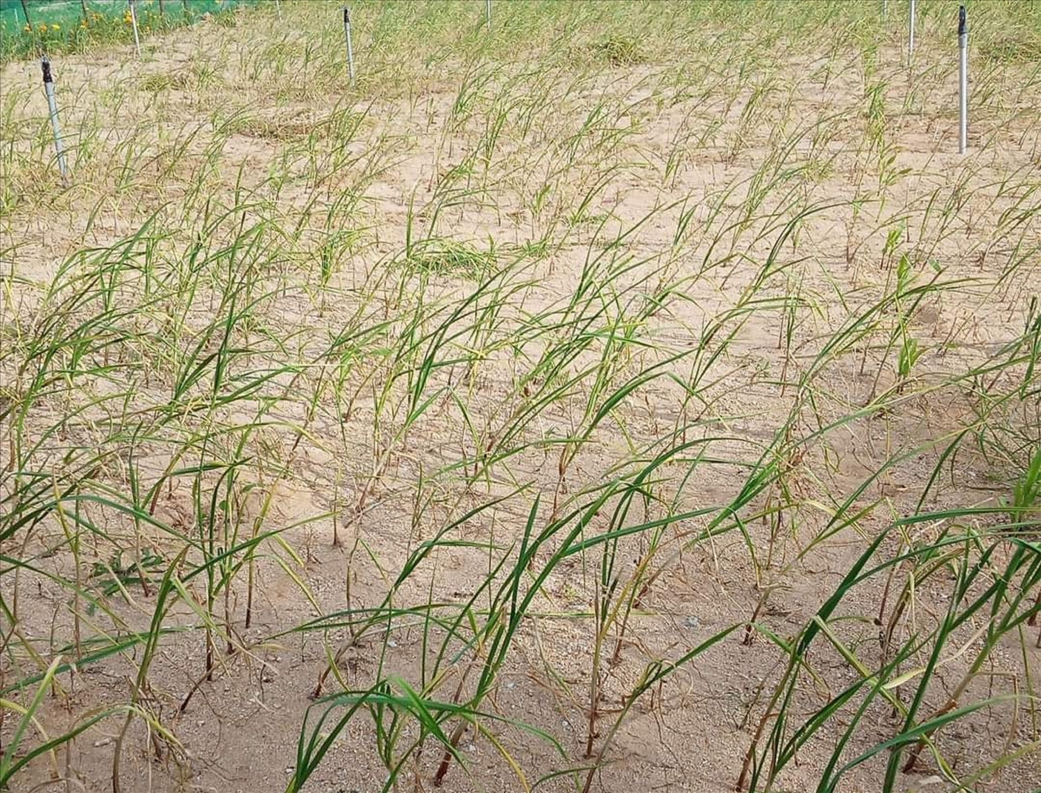Hiện trạng trên những cánh đồng tỏi mất mùa