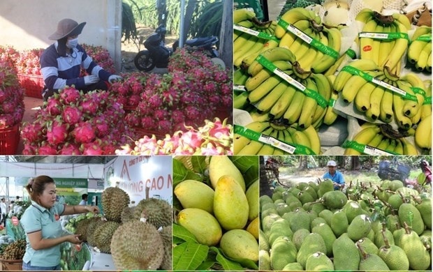 Xuất khẩu rau quả sang Trung Quốc đã cải thiện trong hai tháng đầu năm. (Ảnh minh hoạ: PV/Vietnam+) Xuất khẩu rau quả sang Trung Quốc đã cải thiện trong hai tháng đầu năm. (Ảnh minh hoạ: PV/Vietnam+)