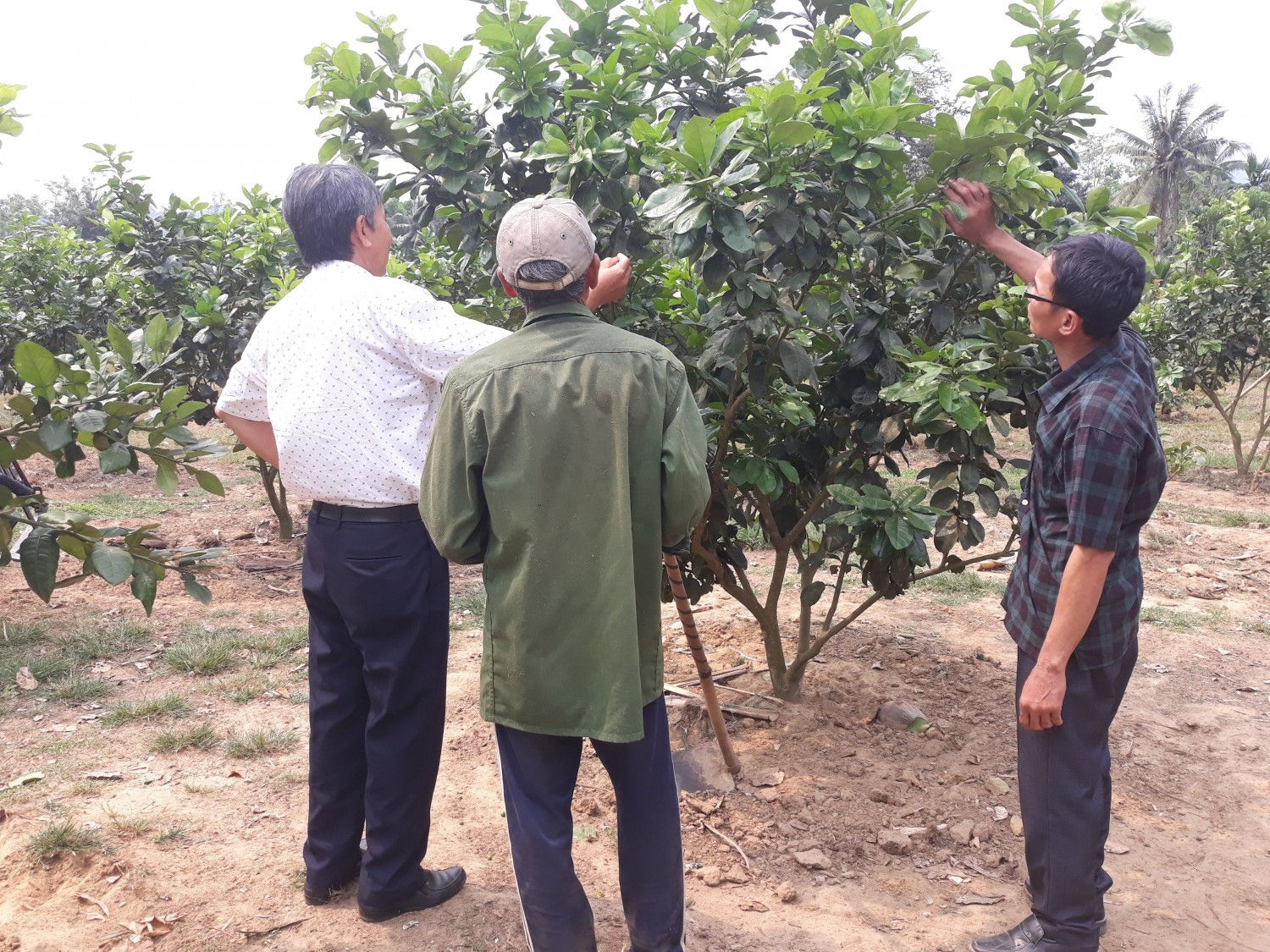 Nhiều hộ gia đình ở miền núi Quảng Ngãi phát triển kinh tế nhờ sự quan tâm giúp đỡ của các đảng viên