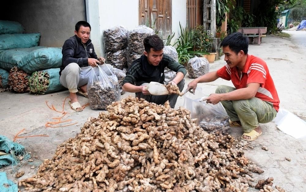 Gừng Na Ngoi đã có thương hiệu
