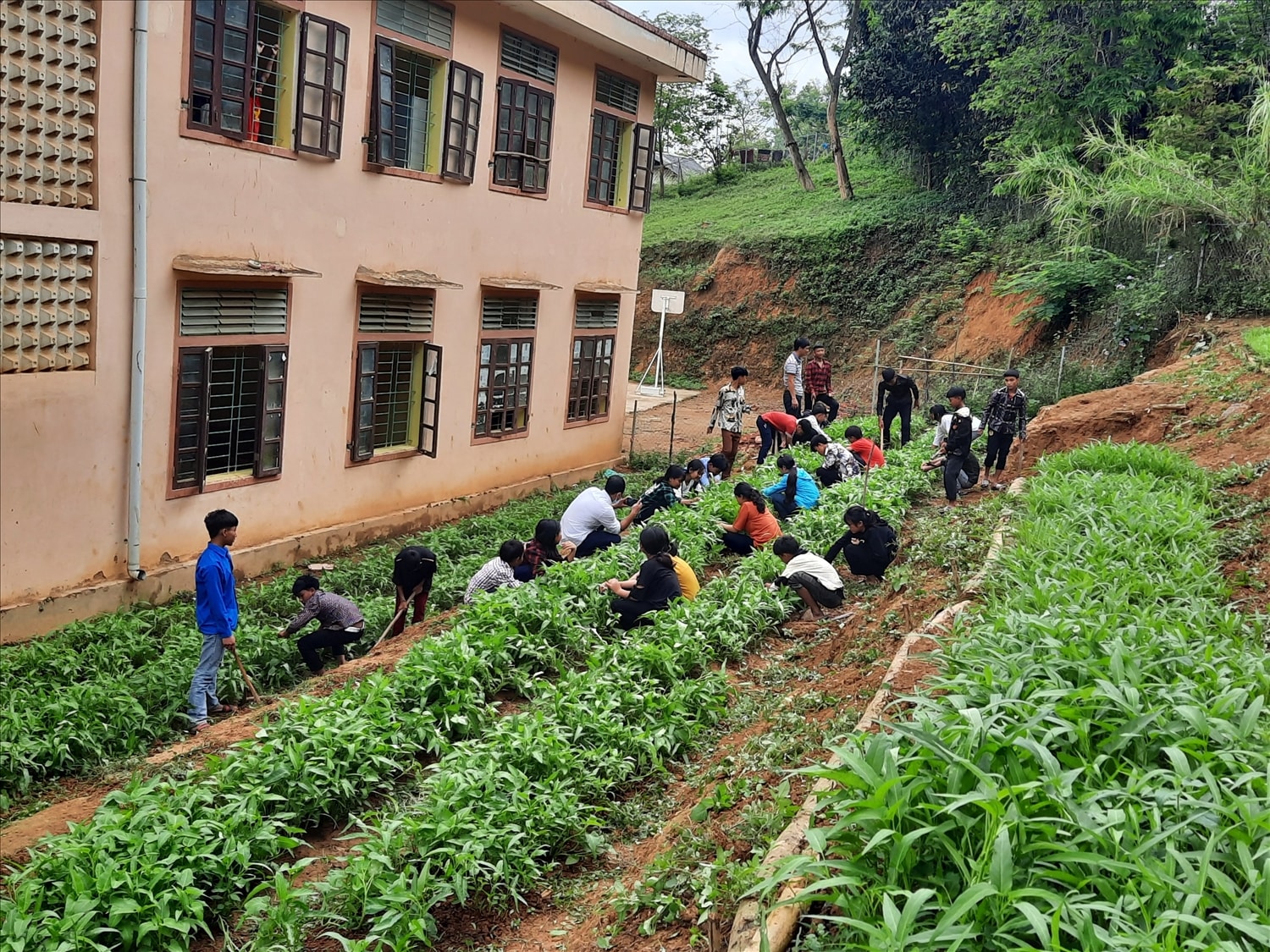 Hoạt động chăm sóc vườn rau bán trú của học sinh nhà trường Hoạt động chăm sóc vườn rau bán trú của học sinh nhà trường