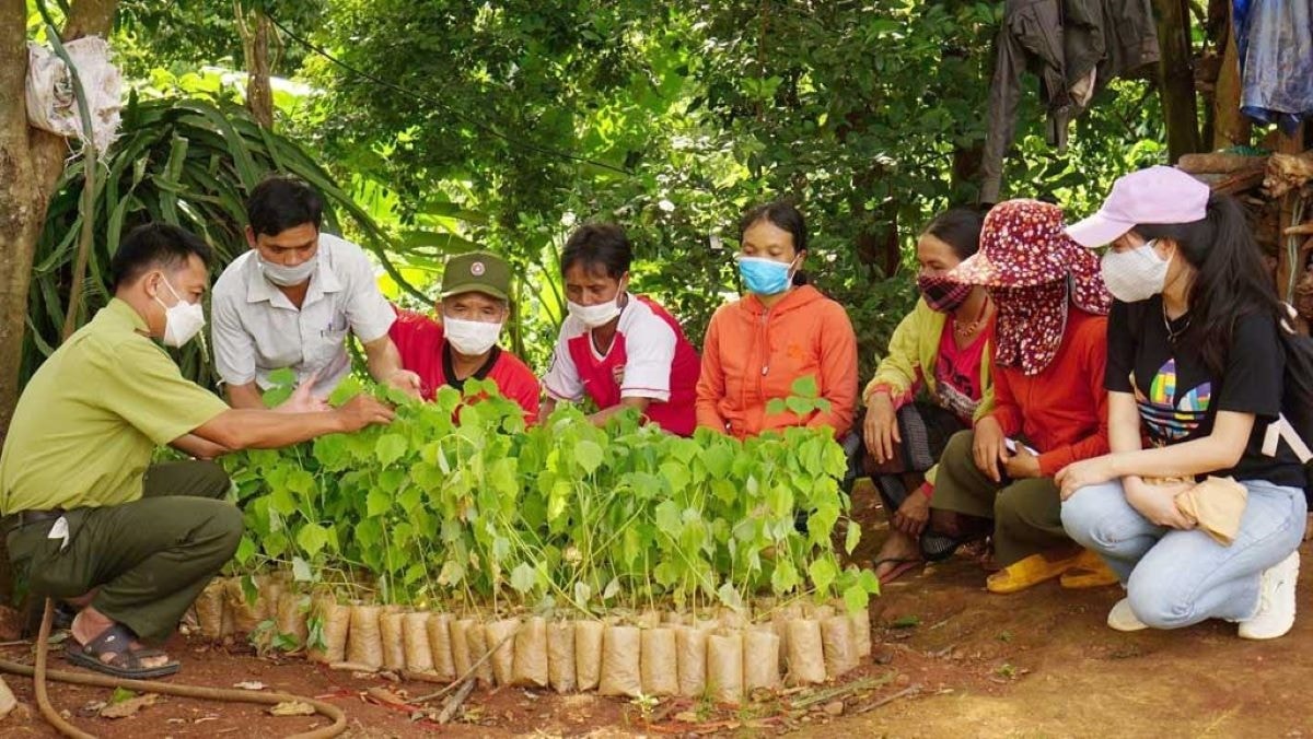 “Bén duyên” với vườn nhà, Trẩu trở thành cây xóa đói giảm nghèo   2