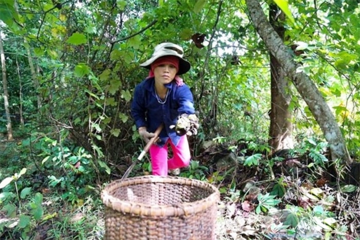 Trước đây, vào mùa Trẩu người dân miền núi ở Quảng Trị vào rừng nhặt quả Trẩu về bán cho thương lái