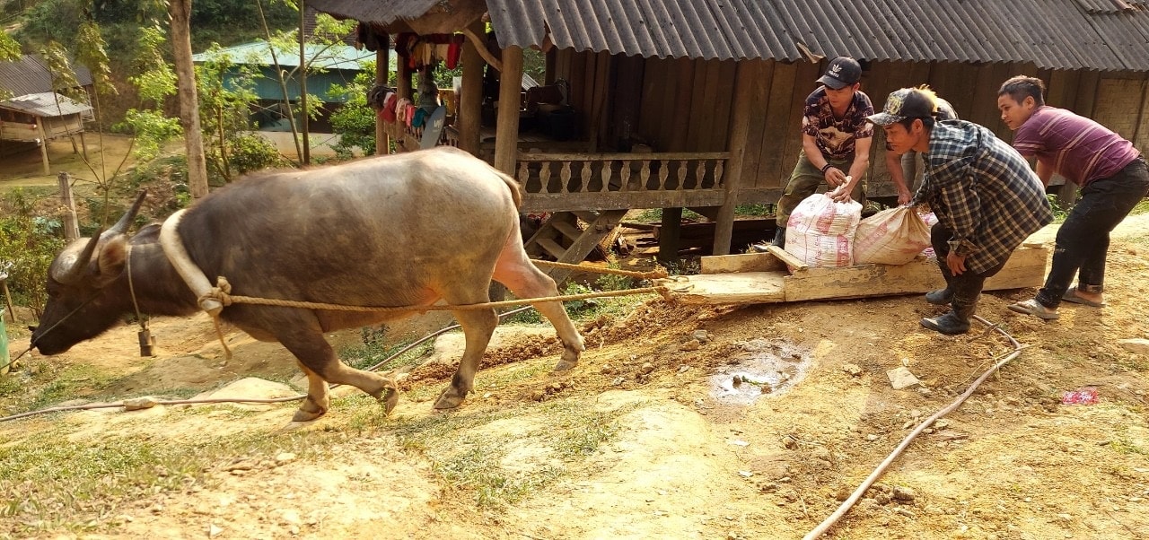 Ở bản Cha Ca 2, trâu cũng “vào cuộc” làm nhà cho hộ nghèo