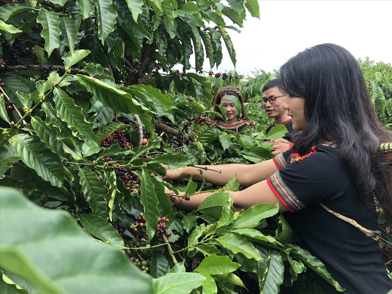 Cà phê là cây trồng chủ lực của tỉnh Đắk Lắk Cà phê là cây trồng chủ lực của tỉnh Đắk Lắk