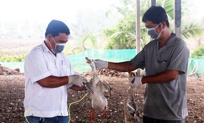 Tiêm phòng để chủ động phòng chống cúm (H5N1) cho gia cầm. (Nguồn ảnh : ITN)