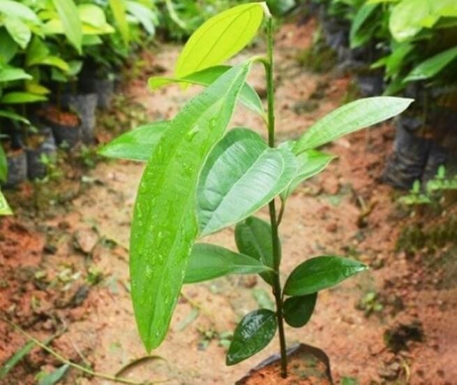 (Tổng hợp) Kỹ thuật trồng cây quế cho thu nhập cao 2
