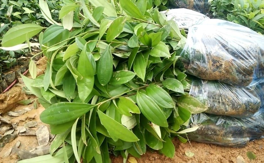 (Tổng hợp) Kỹ thuật trồng cây quế cho thu nhập cao