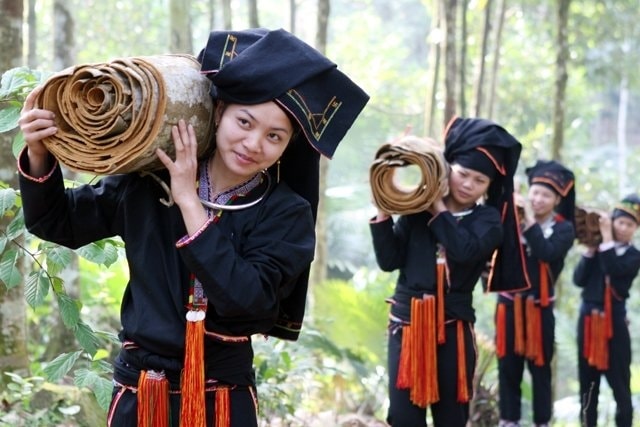 (Tổng hợp) Kỹ thuật trồng cây quế cho thu nhập cao 3