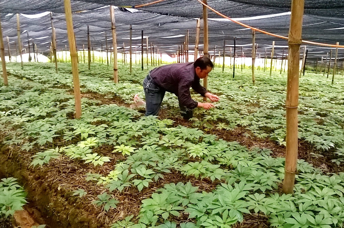 Trồng Tam thất giúp nâng cao thu nhập cho nông dân huyện Si Ma Cai 