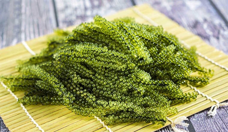 (Tổng hợp) Kỹ thuật trồng rong nho mang lại hiệu quả kinh tế cao 1