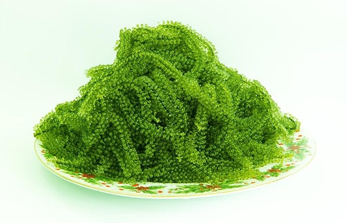 (Tổng hợp) Kỹ thuật trồng rong nho mang lại hiệu quả kinh tế cao 3