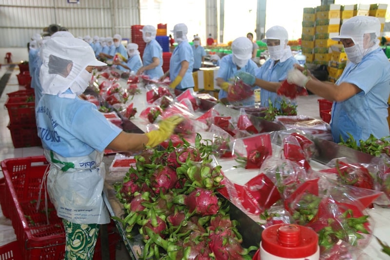 Khoảng 80% sản lượng nông sản xuất khẩu chưa xây dựng được thương hiệu, chưa có logo, nhãn mác riêng và chưa tham gia đầy đủ vào chuỗi giá trị toàn cầu