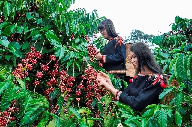 Mặc dù được mệnh danh là nước đứng thứ 2 thế giới về xuất khẩu cà phê, nhưng việc xây dựng thương hiệu cho các mặt hàng này vẫn còn khá mờ nhạt, gần như không có thương hiệu
