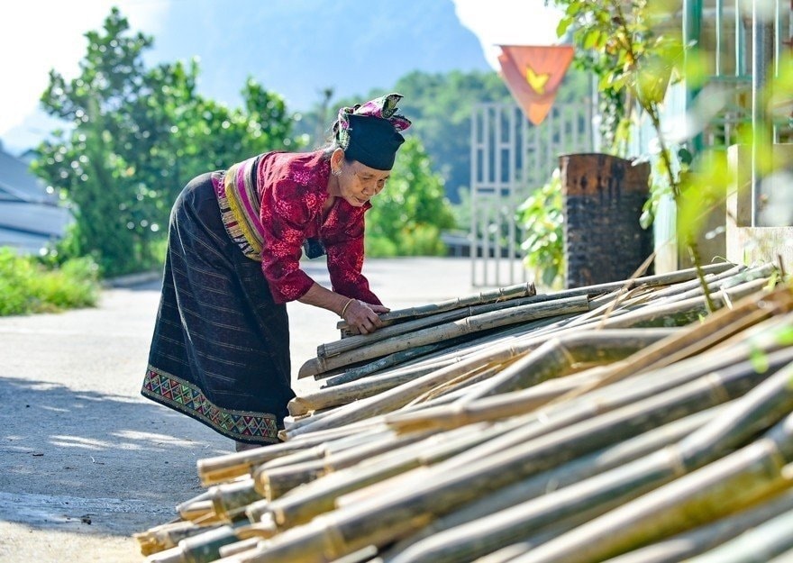 Tỉnh Thanh Hóa có tiềm năng rất lớn để phát triển chuỗi giá trị tre, luồng