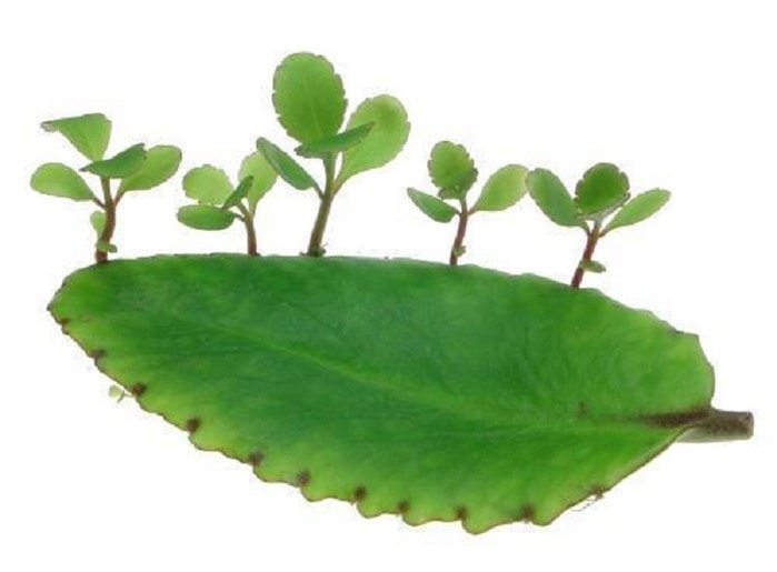 (Tổng hợp) Bài thuốc trị bệnh hay từ cây sống đời 1