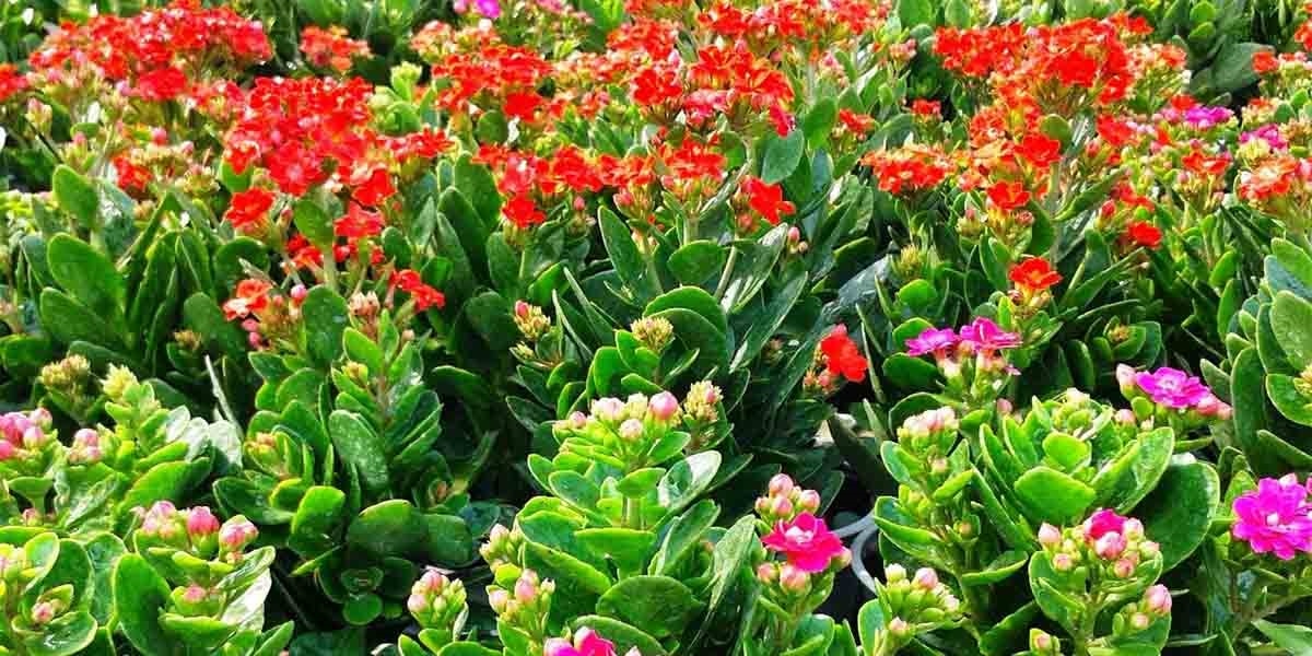 (Tổng hợp) Bài thuốc trị bệnh hay từ cây sống đời 2