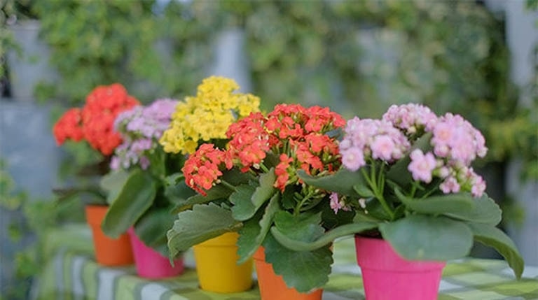 (Tổng hợp) Bài thuốc trị bệnh hay từ cây sống đời 3