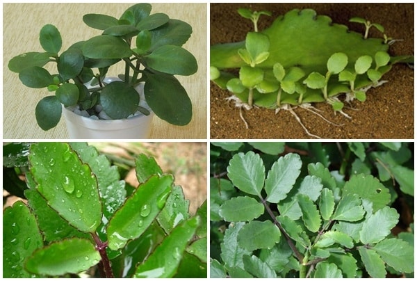 (Tổng hợp) Bài thuốc trị bệnh hay từ cây sống đời