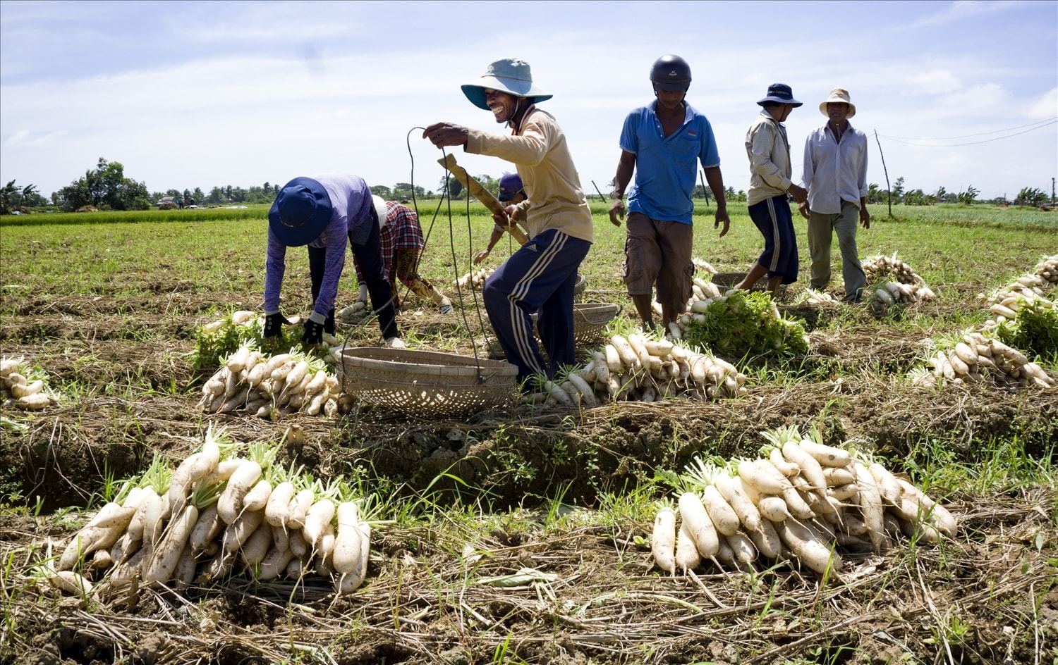 Đồng bào Khmer phường 2, Thị xã Vĩnh Châu tất bật thu hoạch củ cải kịp tết Đồng bào Khmer phường 2, Thị xã Vĩnh Châu tất bật thu hoạch củ cải kịp tết