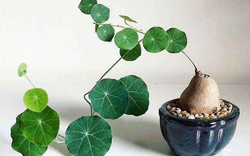 Trong Y học cổ truyền cây bình vôi có tác dụng an thần, trấn kinh, khắc phục triệu chứng suy nhược, nóng sốt, nhức đầu, rối loạn chức năng tiêu hóa,… 