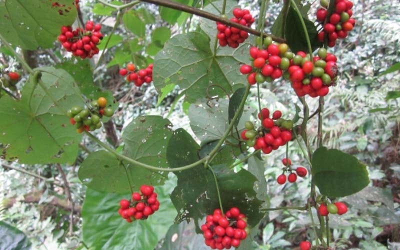 (Tổng hợp) Cây bình vôi và những bài thuốc dân gian 2