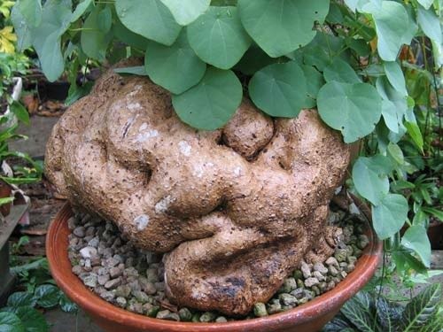 (Tổng hợp) Cây bình vôi và những bài thuốc dân gian 3
