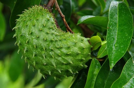 (Tổng hợp) Kỹ thuật trồng và chăm sóc cây mãng cầu xiêm 3