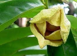 (Tổng hợp) Kỹ thuật trồng và chăm sóc cây mãng cầu xiêm 2