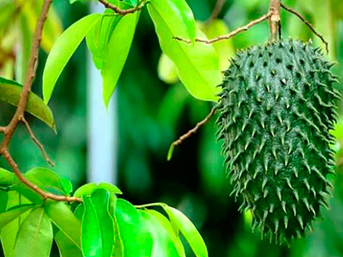 Cây mãng cầu xiêm hay còn được gọi là mãng cầu gai là loại cây cho năng suất và cao, dễ trồng và dễ chăm sóc. 