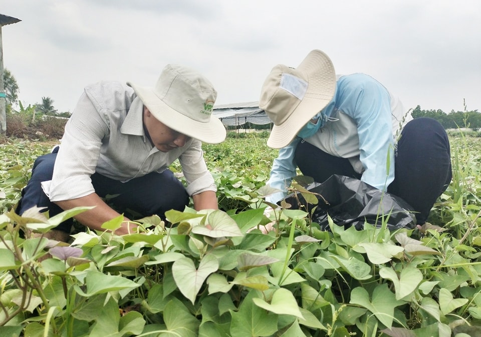 Nông dân Vĩnh Long tích cực ứng dụng khoa học công nghệ trong trồng khoai lang