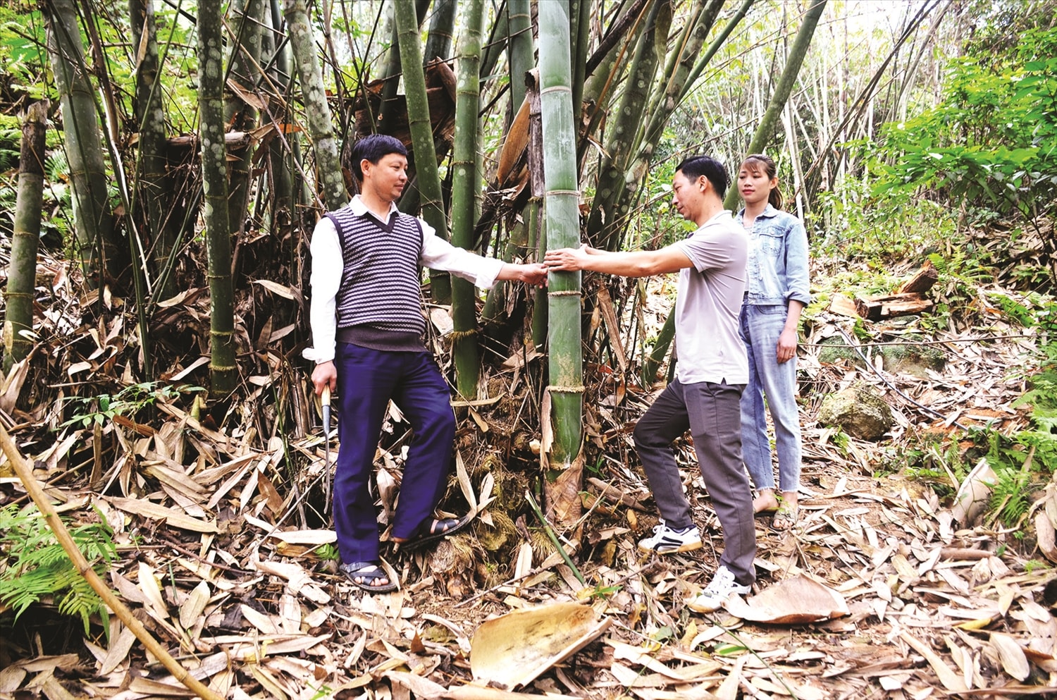 Anh Phùng Văn Quang (bên trái) đang giới thiệu về vườn măng  Bát Độ của gia đình.