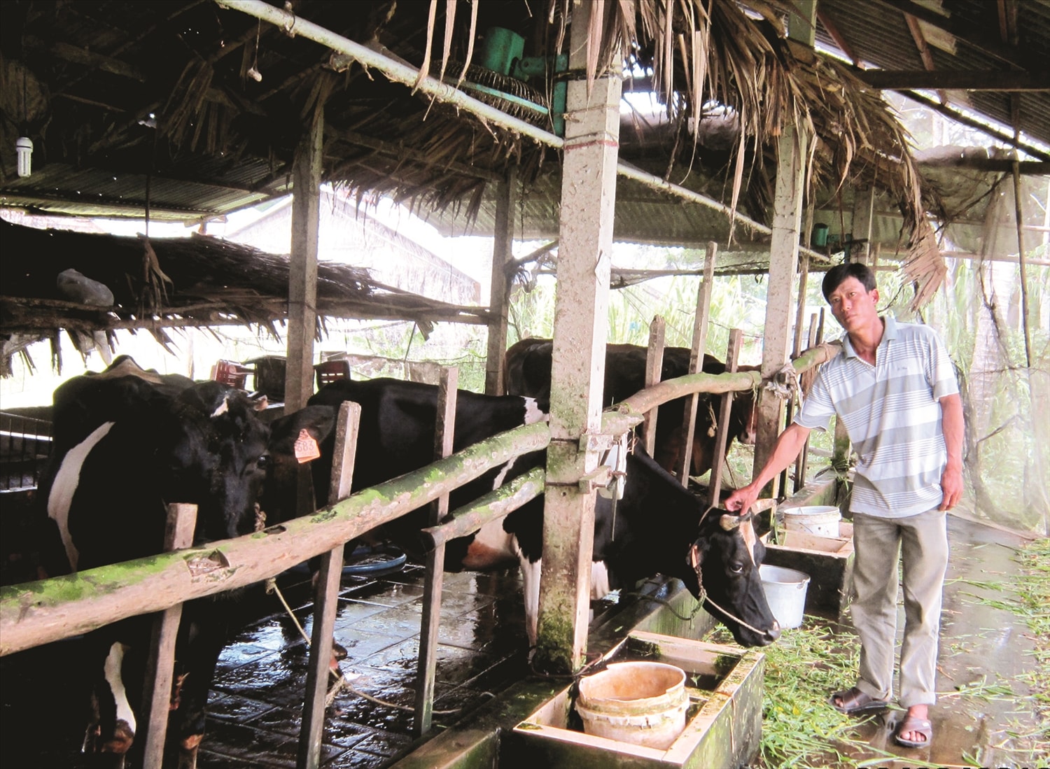 Cựu chiến binh Trần Văn Chiến ở ấp An Hòa, xã Thạnh Thới An (huyện Trần Đề)  đang chăm sóc đàn bò của gia đình.