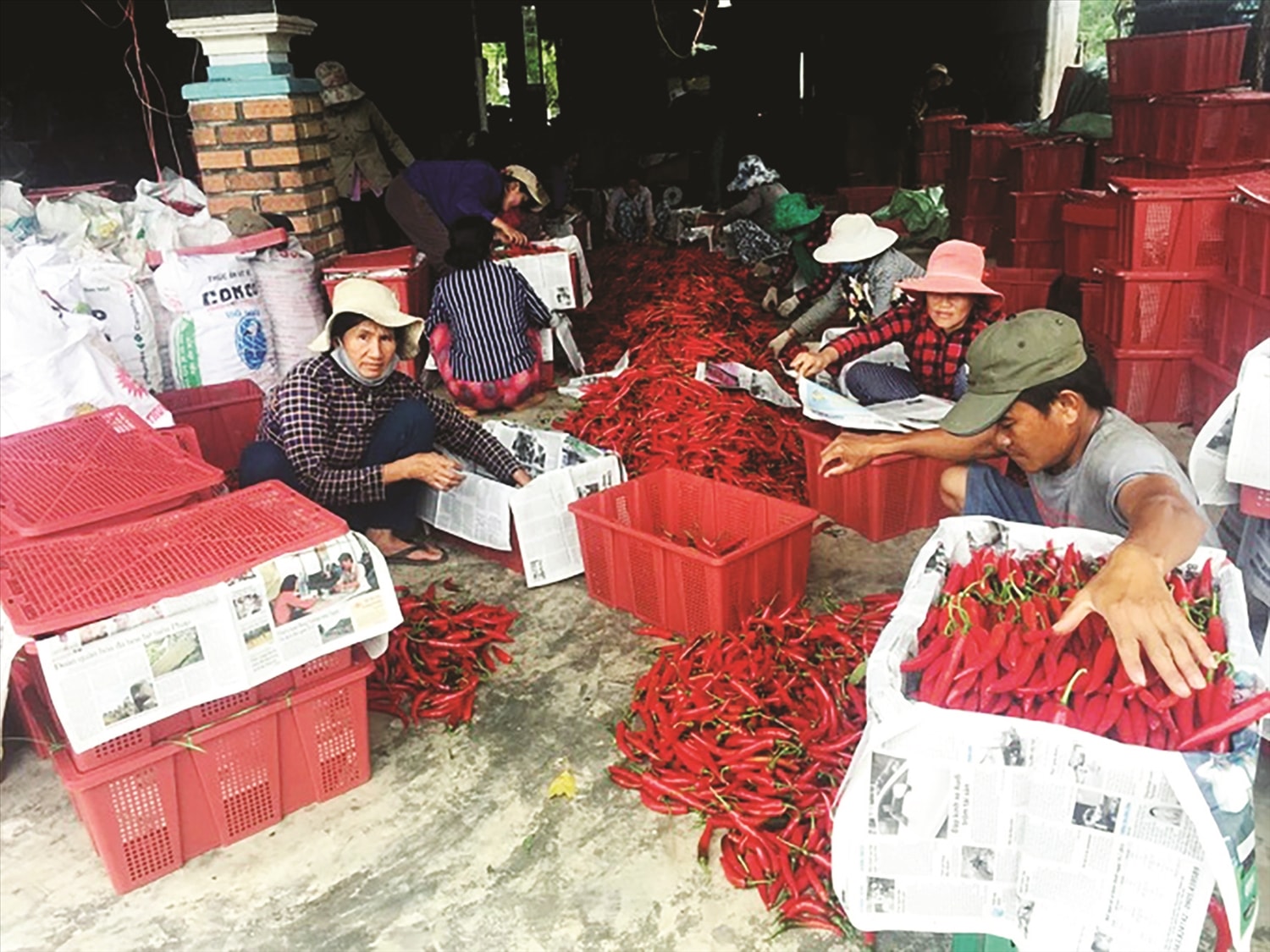 Các chủ vựa thu mua ớt để xuất khẩu. Ảnh: V.Đ.T. Các chủ vựa thu mua ớt để xuất khẩu. Ảnh: V.Đ.T.
