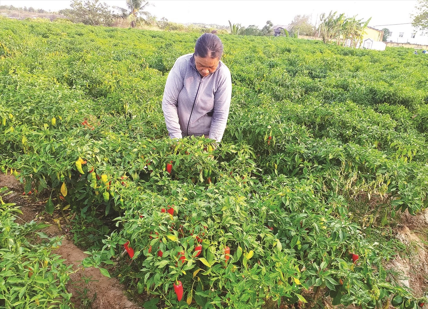 Bà Lê Thị Hà, ở xã Vĩnh Hải, đang thu hái ớt trên diện tích 1,5 công đất của gia đình. Bà Lê Thị Hà, ở xã Vĩnh Hải, đang thu hái ớt trên diện tích 1,5 công đất của gia đình.