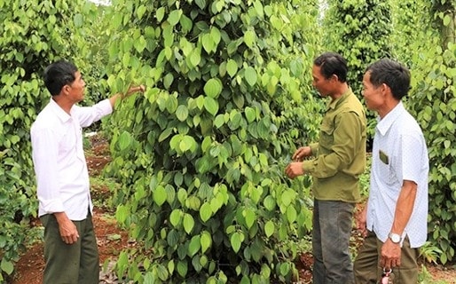 Từ nguồn vốn vay ưu đãi, hộ dân xã Đắk Búk So, huyện Tuy Đức (Đắk Nông) phát triển mô hình kinh tế Từ nguồn vốn vay ưu đãi, hộ dân xã Đắk Búk So, huyện Tuy Đức (Đắk Nông) phát triển mô hình kinh tế