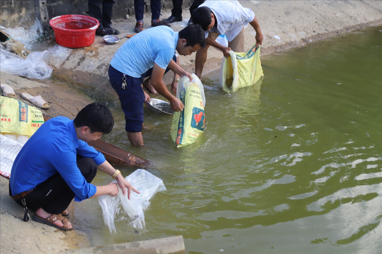 Mô hình nuôi cá thương phẩm ở Nho Quan (Ninh Bình)