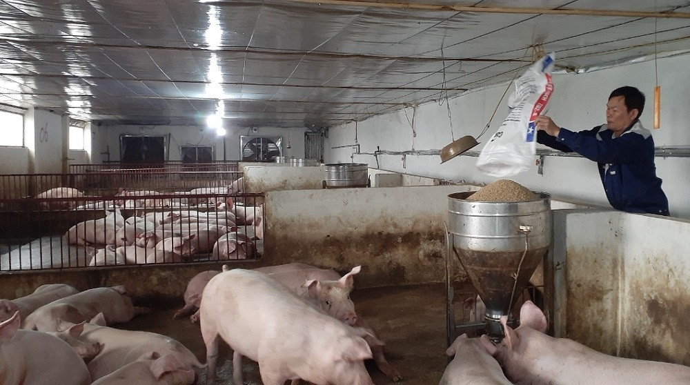 Vĩnh Phúc triển khai nhiều giải pháp nhằm đẩy mạnh việc ứng dụng khoa học công nghệ vào phát triển nông nghiệp sinh thái.
