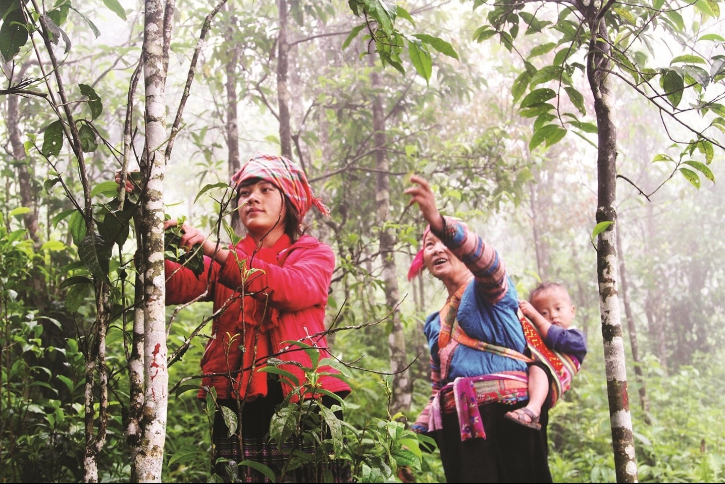 Thời gian tới, thực hiện Đề án của huyện Sìn Hồ, xã Sà Dề Phìn sẽ mở rộng vùng chè cổ thụ, hướng tới hình thành vùng du lịch sinh thái cộng đồng trên địa bàn Thời gian tới, thực hiện Đề án của huyện Sìn Hồ, xã Sà Dề Phìn sẽ mở rộng vùng chè cổ thụ, hướng tới hình thành vùng du lịch sinh thái cộng đồng trên địa bàn