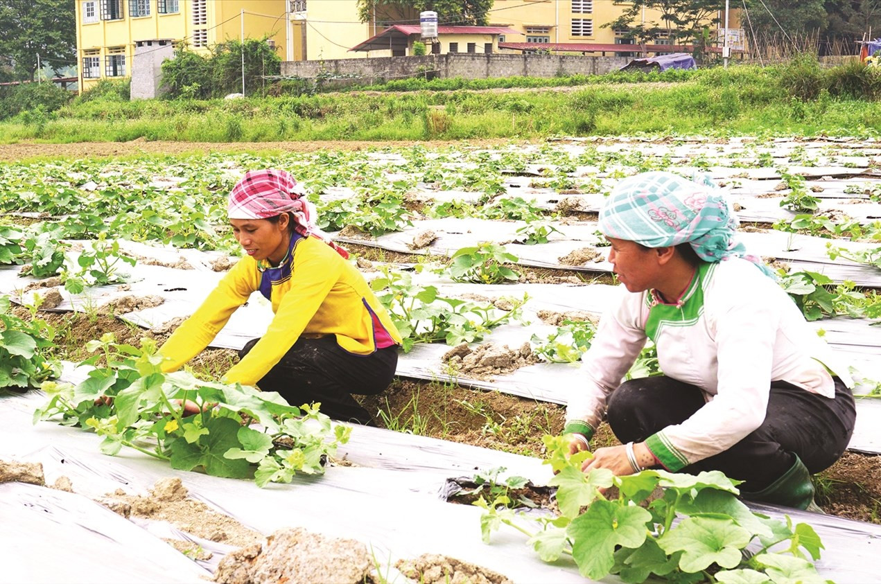 Nhiều chính sách hỗ trợ vùng DTTS, vùng ĐBKK đã và đang phát huy hiệu quả.