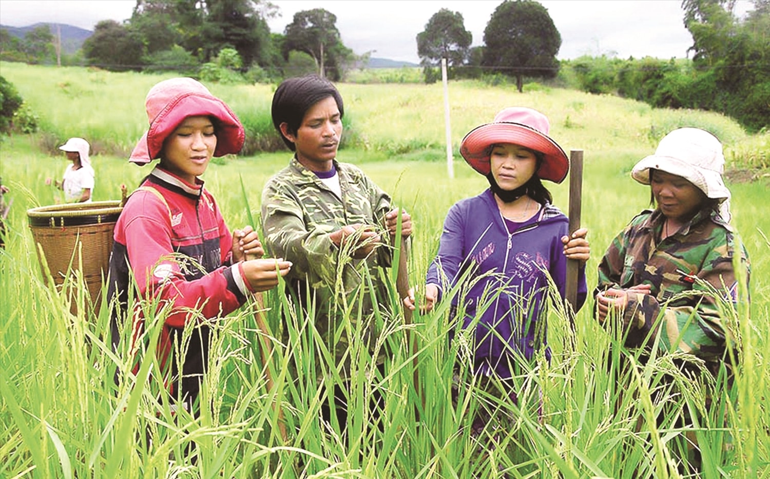 Phát triển kinh tế, xóa đói giảm nghèo cho người dân vùng đồng bào DTTS và miền núi là chủ trương lớn của Đảng, Nhà nước ta. Phát triển kinh tế, xóa đói giảm nghèo cho người dân vùng đồng bào DTTS và miền núi là chủ trương lớn của Đảng, Nhà nước ta.