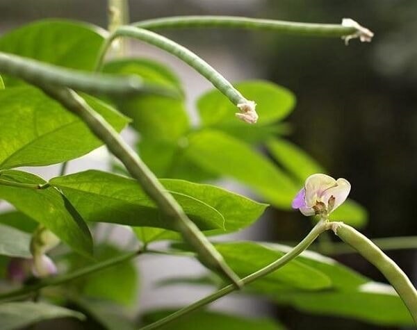 (Tổng hợp) Cách trồng đậu đen đạt năng suất cao 4