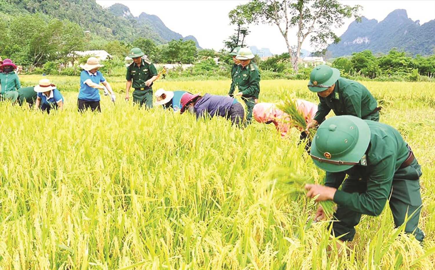 “Giấc mơ” lúa nước của đồng bào Chứt đang dần được hiện thực hóa. Ảnh: Mạnh Cường