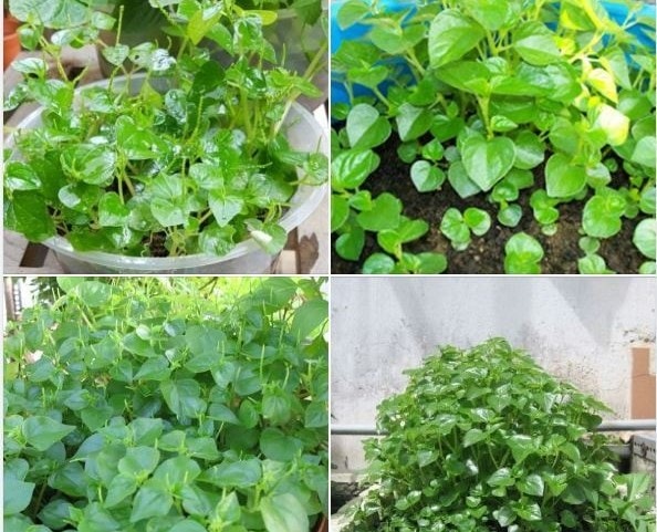 (Tổng hợp) Bài thuốc từ cây càng cua 1